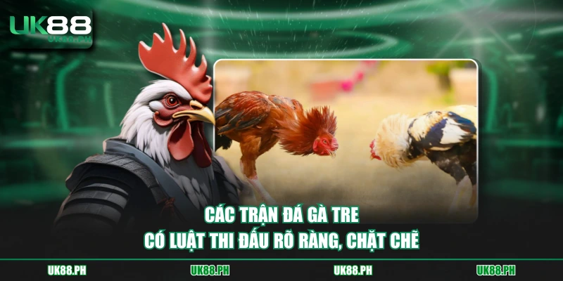 Các trận đá gà tre có luật thi đấu rõ ràng, chặt chẽ