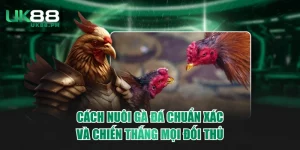 Cách nuôi gà đá