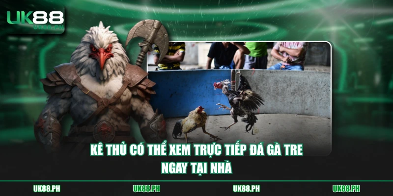 Kê thủ có thể xem trực tiếp đá gà tre ngay tại nhà