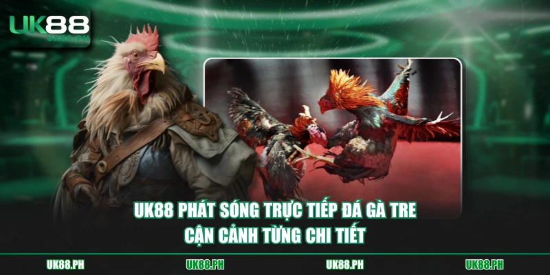 UK88 phát sóng trực tiếp đá gà tre cận cảnh từng chi tiết