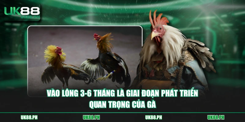 Vào lông 3-6 tháng là giai đoạn phát triển quan trọng của gà
